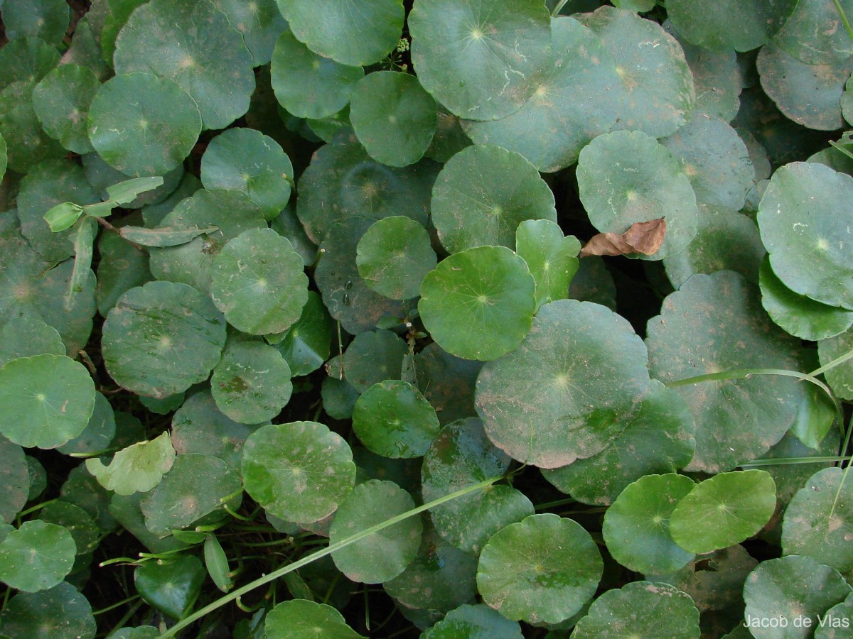 Hydrocotyle verticillata Thunb.